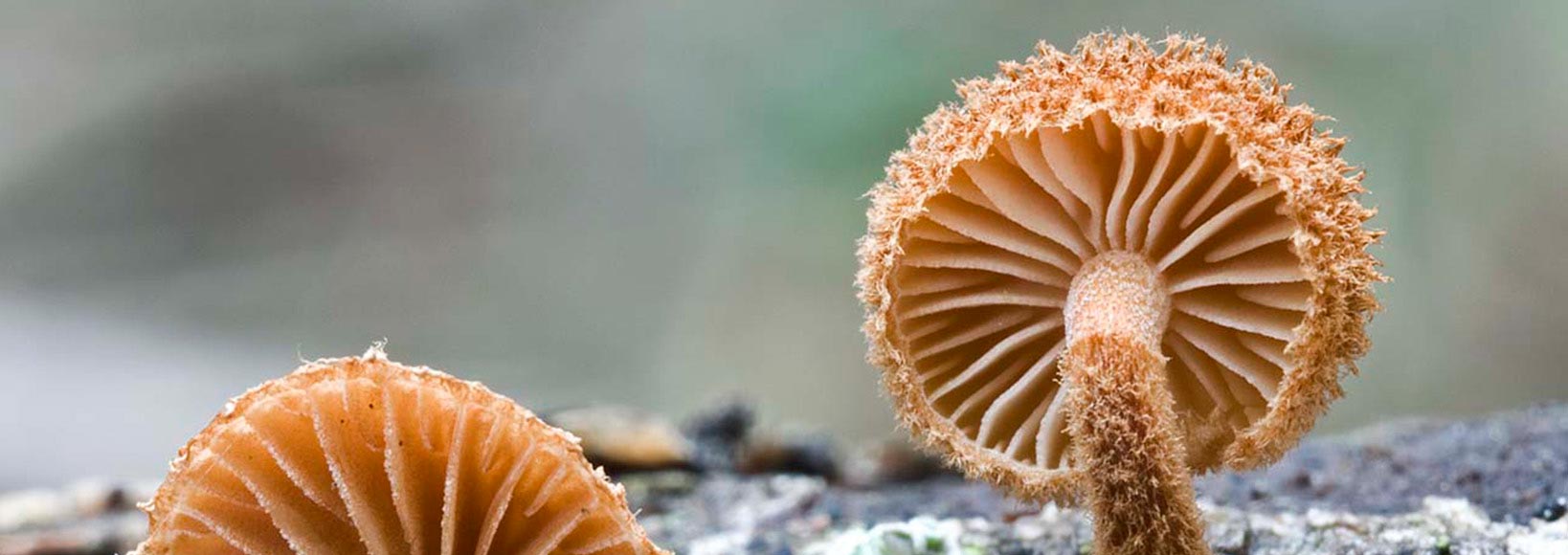 Phaeomarasmius erinaceus (Fr.) Scherff e Romagn. Primer premio XVII Concurso de Fotografía Sociedad Micológica de Madrid 2008