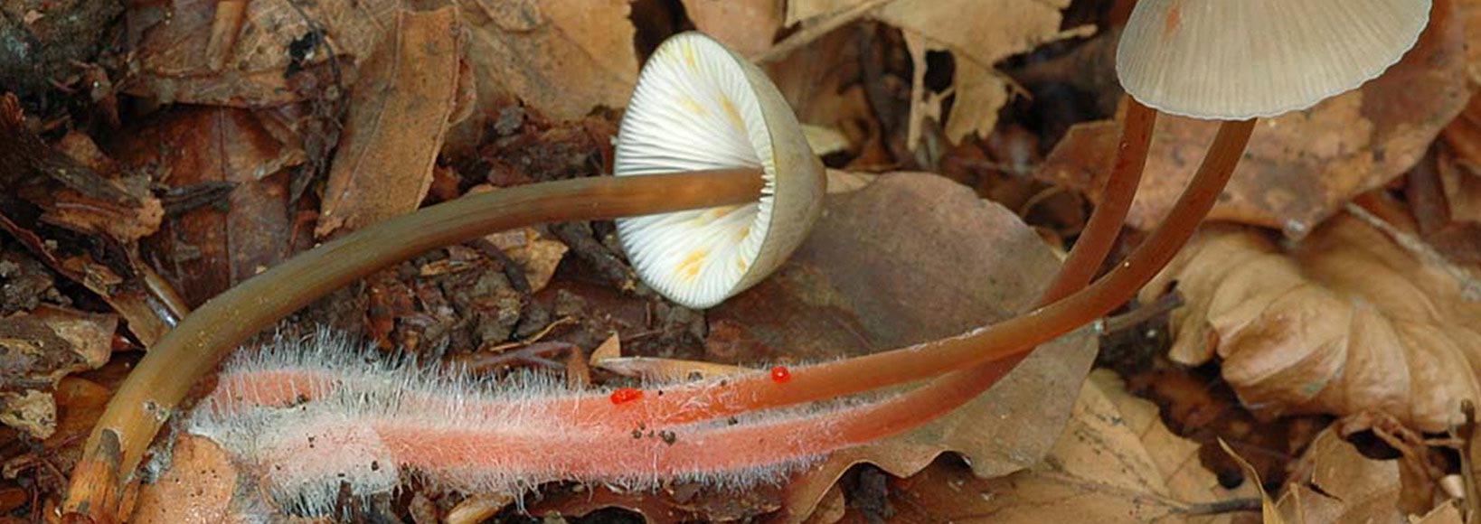 Mycena crocata (Schrad.) P. Kumm. Tercer Premio Concurso Fotográfico Micológico Siles 2009