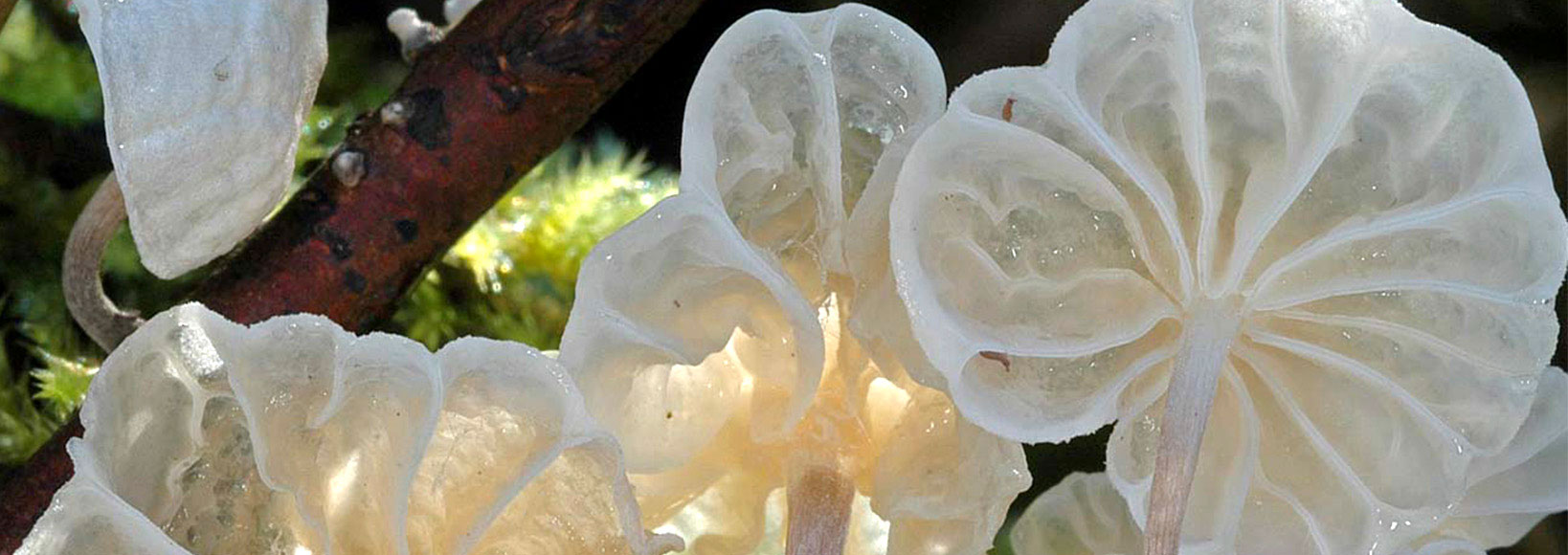 Marasmiellus virgatocutis Robich, Esteve-Rav. & G. Moreno Clasificada Concurso de Fotografía Micológico WorldFungi 2007