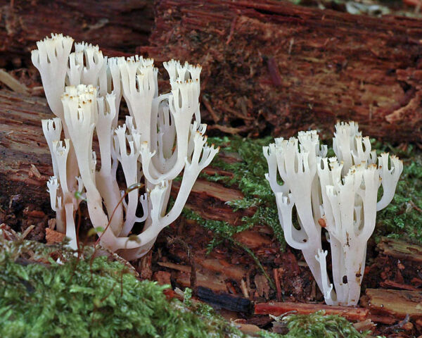 Artomyces pyxidatus (Pers.) Jülich Fourth Prize I Photographic Competition Mycological Association of Cuenca 2010