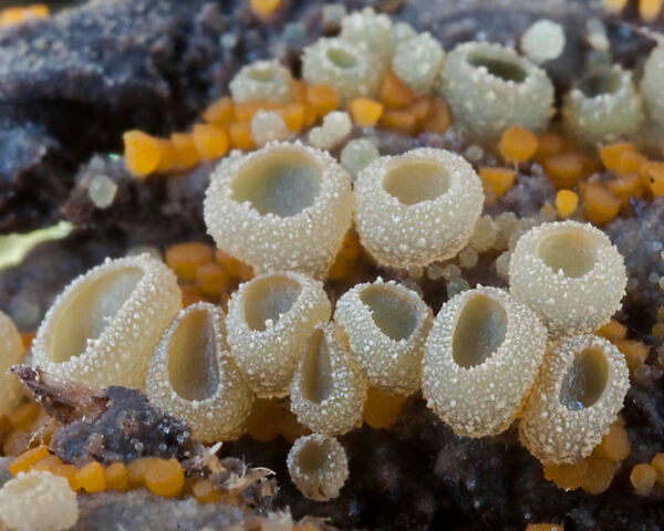 Ascobolus furfuraceus (Second prize Albacete 2010 Collection)