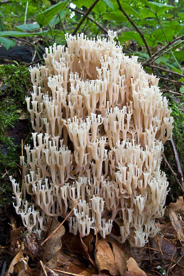 Best overall IX Mycological Photography Competition Mycological Association of Zamora 2008