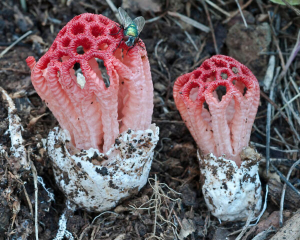 Colus hirudinosus. Second Photographic Prize of the Albacete Mycological Society 2010