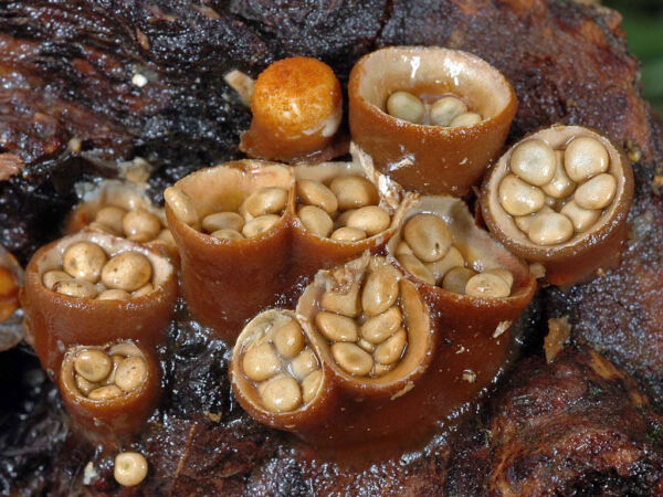 Crucibulum laeve (Huds.) Kambly. Fourth Prize XIII Mycological Photography Competition Errotari 2012
