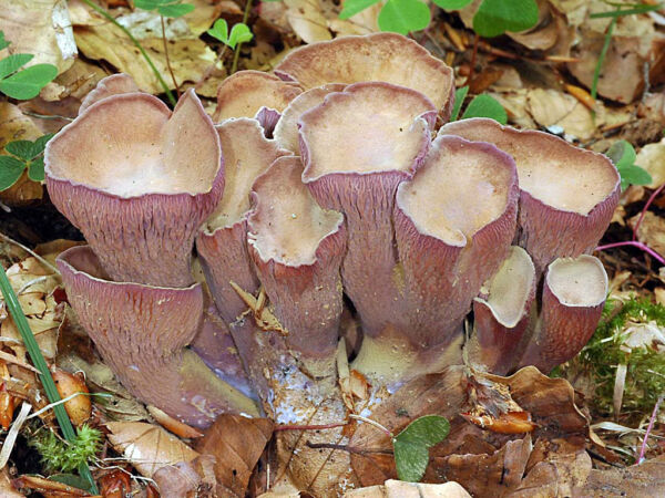 Gomphus clavatus (Pers.) Gray. Primer Accésit III Mycological Photographic Competition of Piloña 2007