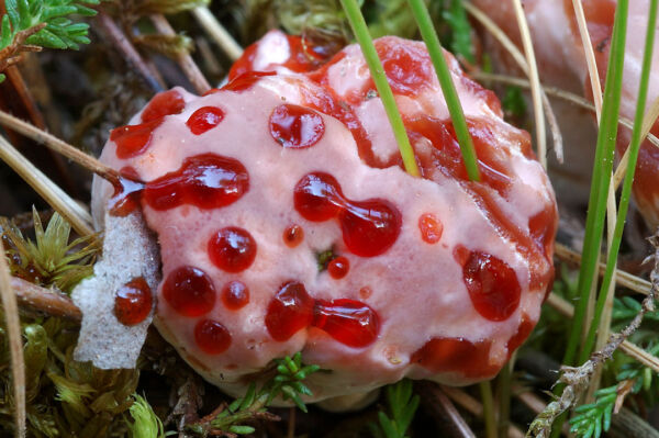 Hydnellum pecki Banker. First Prize XIII Photography Competition Mycological Society of Madrid 2004