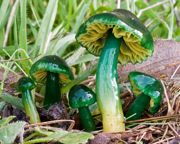 Hygrocybe psittacina (Schaeff.) P. Kumm. First Prize XIX Photographic Competition Mycological Society of Madrid 2010