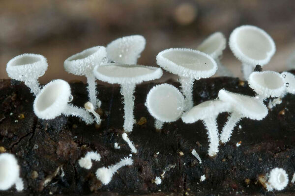 Lachnum virgineum (Batsh) P. Karst. Best overall IX Mycological Photography Competition Asociación Micológica Zamorana 2008