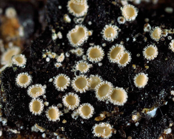 Lasiobelonium lonicerae (Alb. & Schwein.) Raivt. Second Prize VII Photographic Competition Valencian Mycological Society 2009