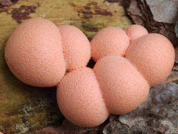 Lycogala epidendrum (J.C. Buxb. sx L.) FR. First Runner-up in the Photographic Competition Mycological Association Lactarius 2004