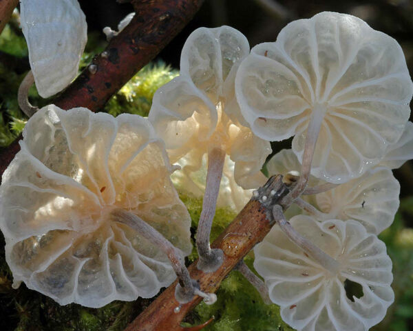 Marasmiellus virgatocutis. Robich, Esteve-Rav. & G. Moreno Ranked in the 2007 WorldFungi Mycological Photography Competition.