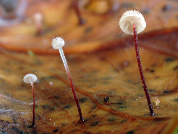 Marasmius hudsonii (Pers.) Fr. First Prize XV Photography Competition Sociedad Micológica de Madrid 2006