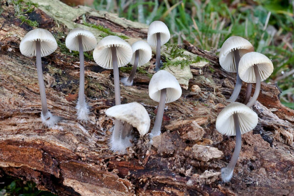 Mycena arcangeliana Bres. Third Prize X Photography Competition Valencian Mycological Society 2012.
