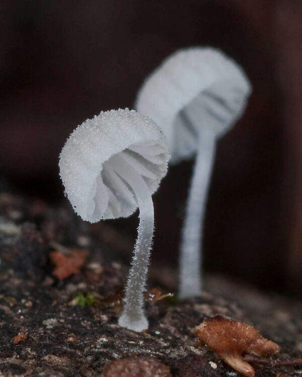 Mycena corynephora Maas Geest. Third Prize XIV Photographic Competition Mycological Association of Navaleno 2010