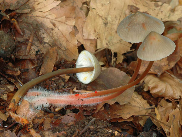 Mycena crocata (Schrad.) P. Kumm. Third Prize Mycological Photographic Competition Siles 2009