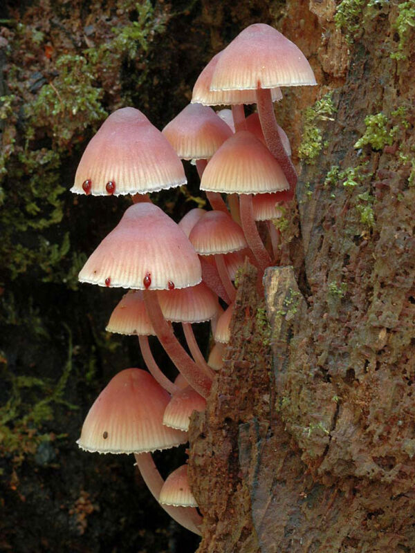 Mycena haematopus (Pers.) P. Kumm. Qualified for the WorldFungi Mycological Photography Competition 2007