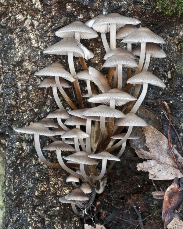 Mycena inclinata (Fr.) Quél. Second Prize to the collection of the 2010 Albacete Mycological Society Photographic Competition.
