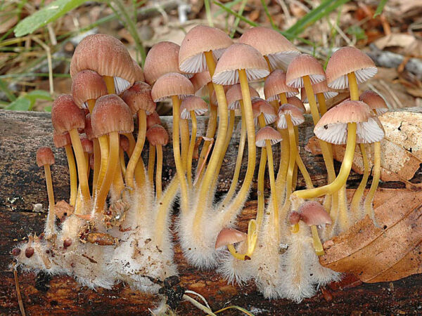 Mycena renati Quél. Second Prize of Photography Valencian Mycological Society 2006