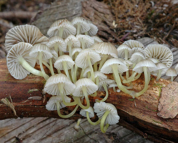 Mycena sp. Third prize VIII Photography Competition Valencian Mycological Society 2010