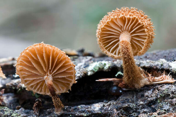 Mushroom stamps of the world. Photo taken by Miguel Ángel Ribes Mushroom species: Phaeomarasmius-erinaceus - First prize mushroom photography of Madrid Year 2008