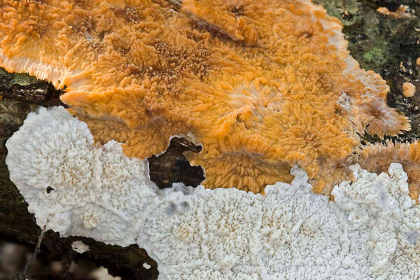 Phlebia radiata FR. vs. Phlebia rufa (Pers.) M.P. Christ. Second Prize to the collection Photographic Competition Photographic Competition Albacete Mycological Society 2010