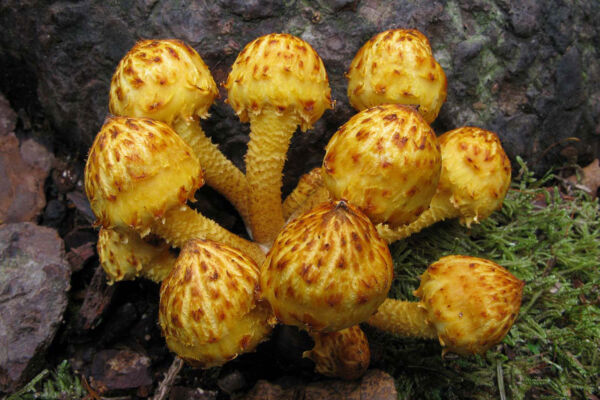 Pholiota cerifera P. Karst. Best overall IX Mycological Photography Competition Mycological Association Zamorana 2008