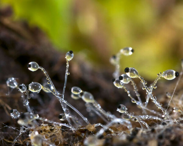 Pilobolus crystallinus v kleinii Mycena corynephora Maas Geest. First Prize XIV Photographic Competition Mycological Association of Navaleno 2009