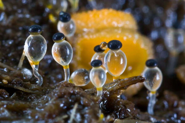 Pilobolus crystallinus var. kleinii P. Karst. Best overall IX Mycological Photography Contest. Zamorano Mycological Association 2008