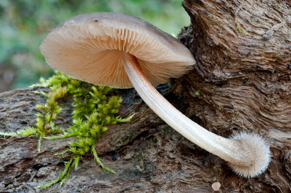 Pluteus plautus (Weinm.) Gillet. Third Prize Mycological Photography Contest Siles 2010