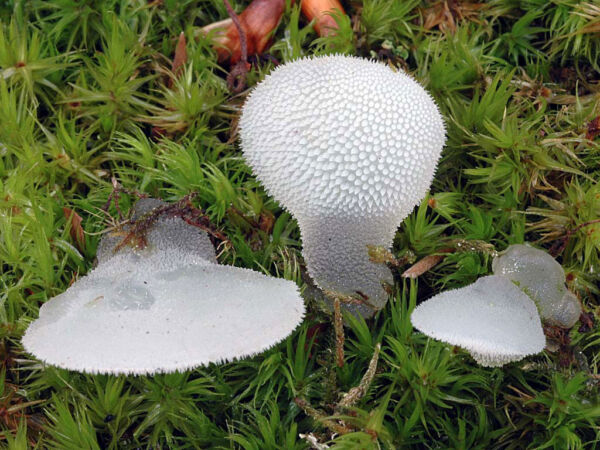 Pseudohydnum gelatinosum (Scop.) P. Karst. Third Prize VII Mycological Photography Competition. Zamora Mycological Association 2006