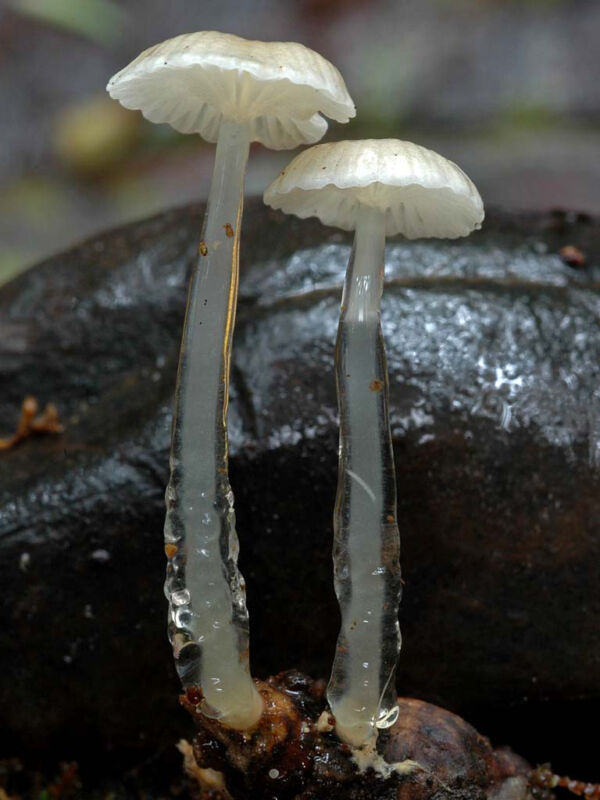 Roridomyces roridus (Scop.) Rexer. Classified in the Mycological Photography Contest. WorldFungi 2007