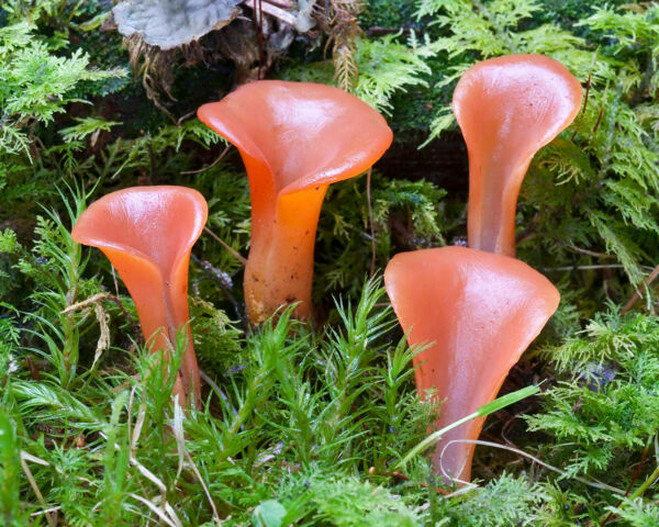 Tremiscus helvelloides (DC.) Fr. Third Prize V Photographic Competition Mycological Piloña 2009 