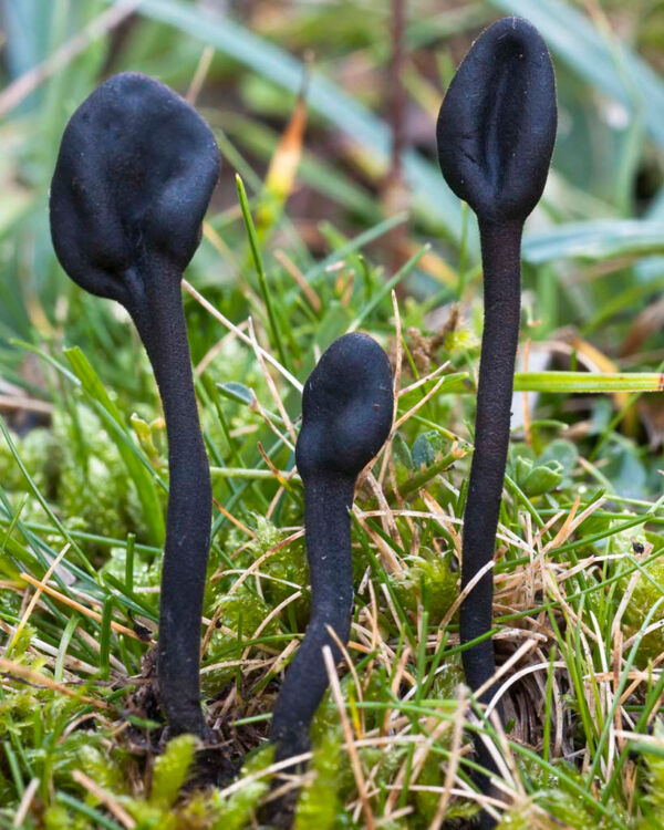 Trichoglossum hirsutum (Pers.) Boud. Second Prize to the Photographic Contest Collection. Mycological Society of Albacete 2010